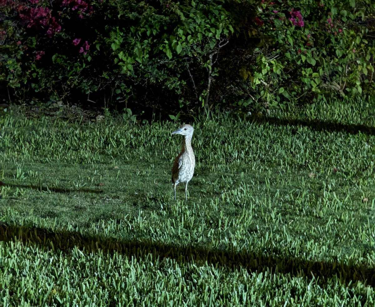 Yellow-crowned Night Heron - ML647003006