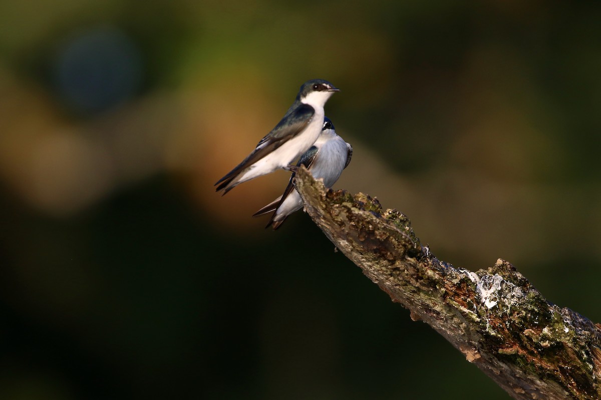 Mangrove Swallow - ML647003009
