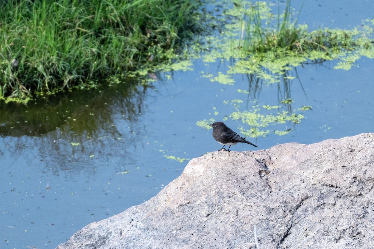 Black Phoebe - ML647003010