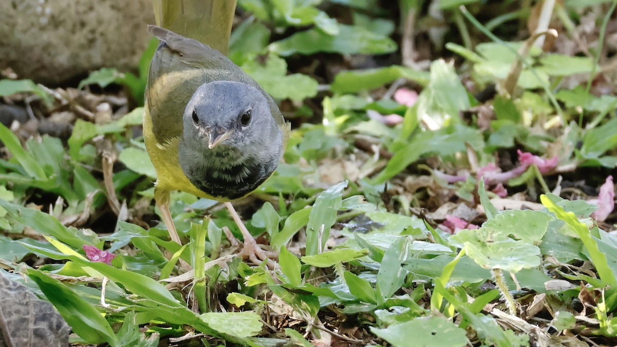 Mourning Warbler - ML647003012
