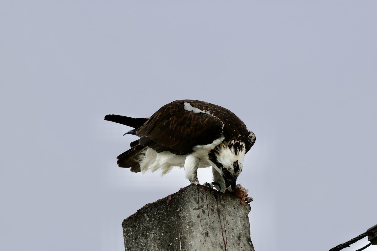 ミサゴ - ML647003015