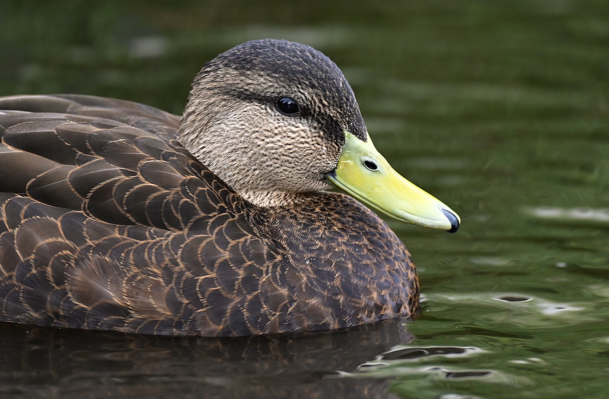 American Black Duck - ML647003034