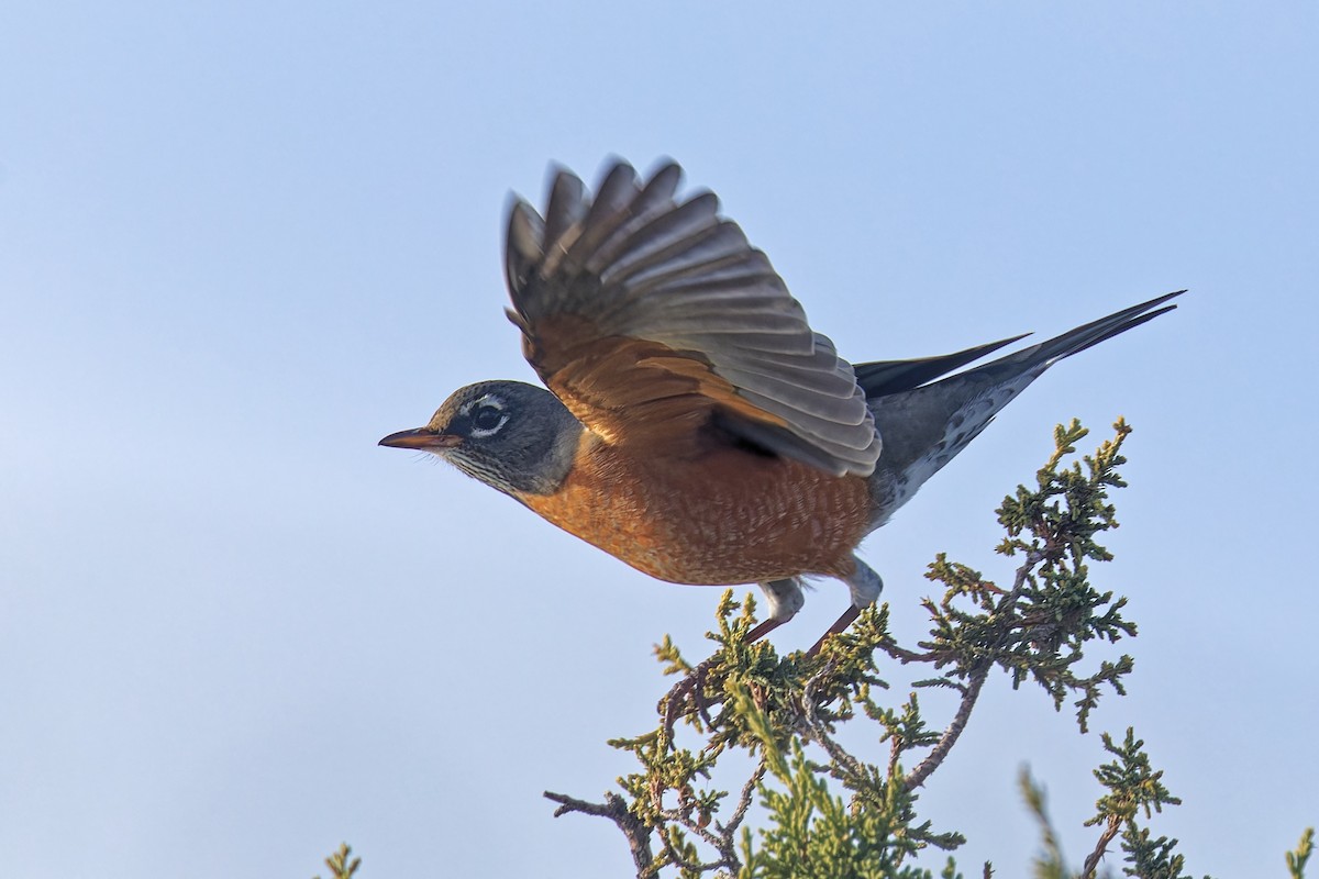 Merle d'Amérique - ML647003039