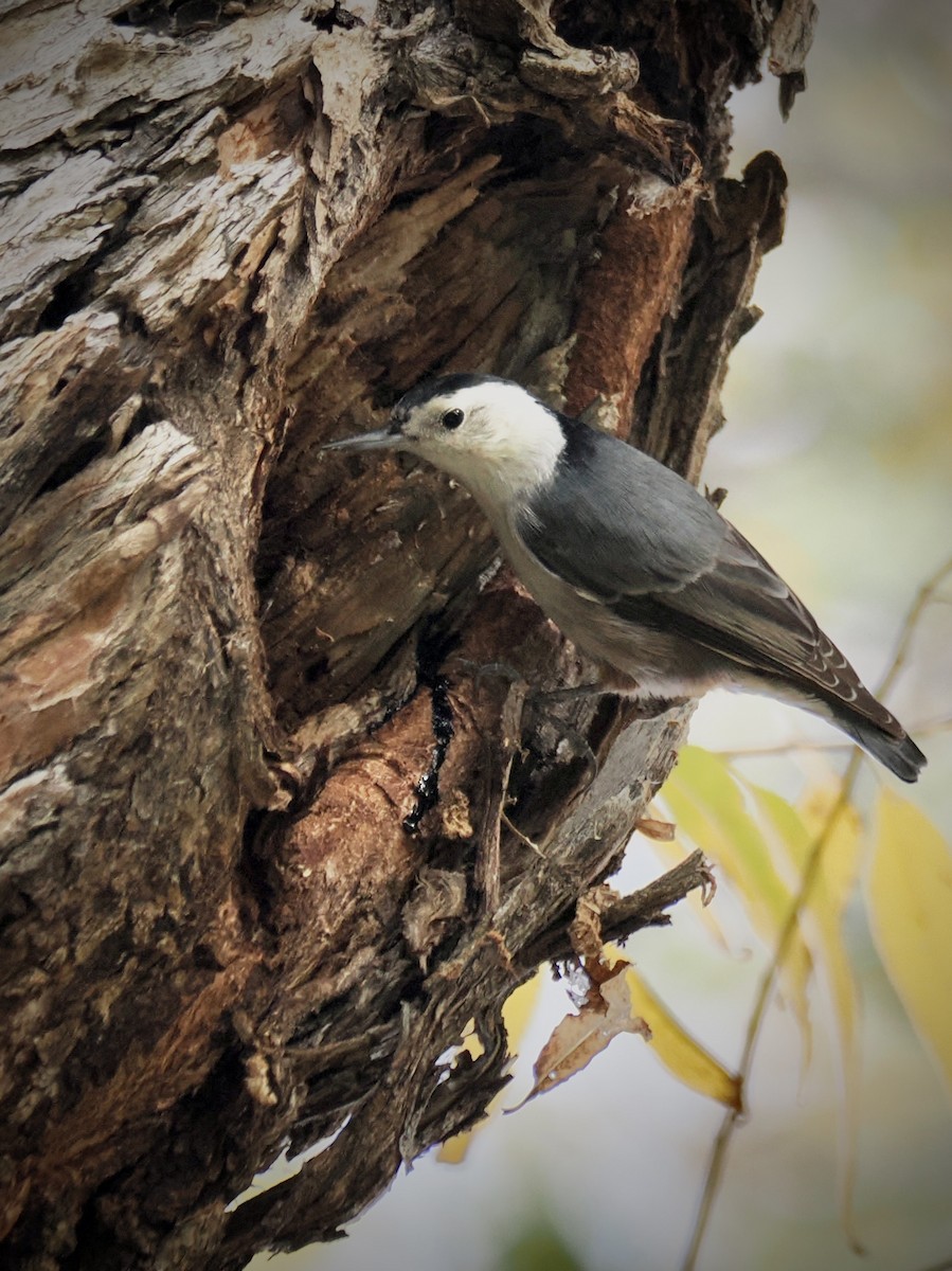 Sittelle à poitrine blanche - ML647003042