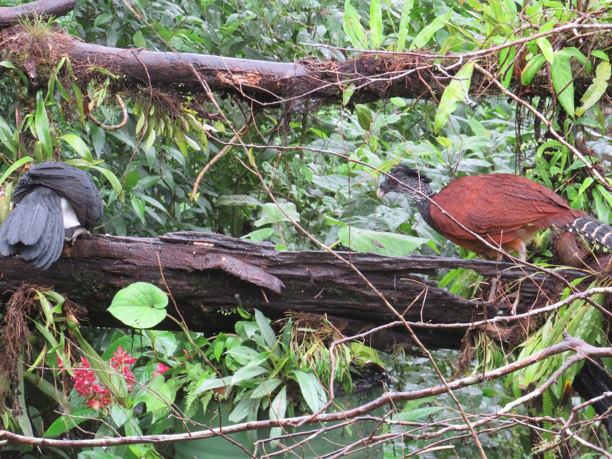 Pavón Norteño - ML647003043