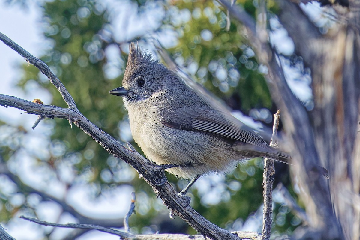 Mésange des genévriers - ML647003044