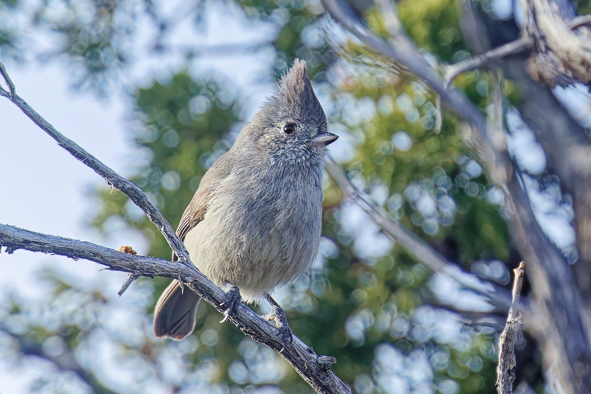 Mésange des genévriers - ML647003045