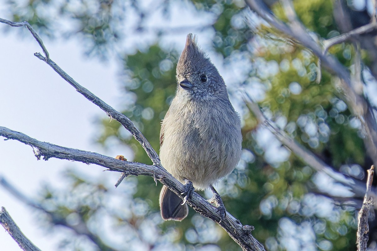 Mésange des genévriers - ML647003046