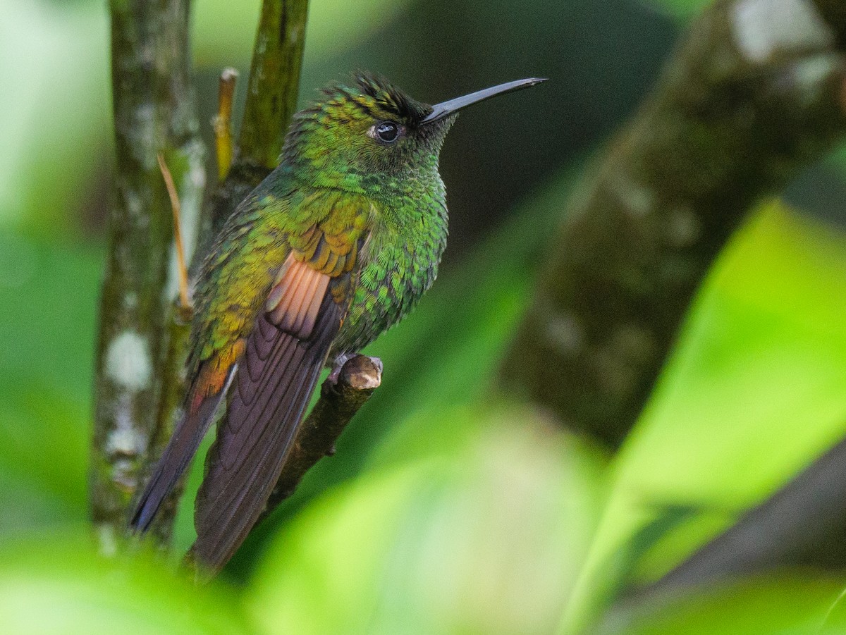 Stripe-tailed Hummingbird - ML647003049