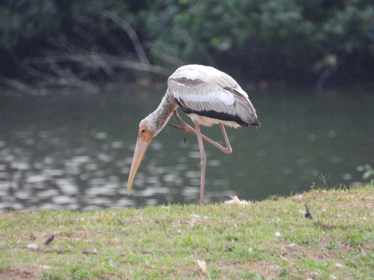 Milky Stork - ML647003050