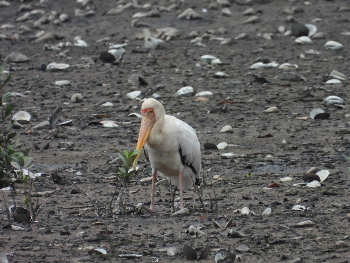 Milky Stork - ML647003051