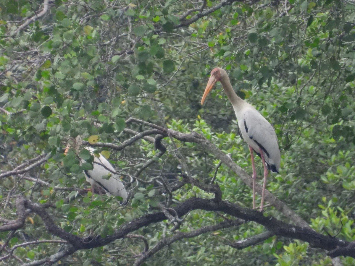 Milky Stork - ML647003052