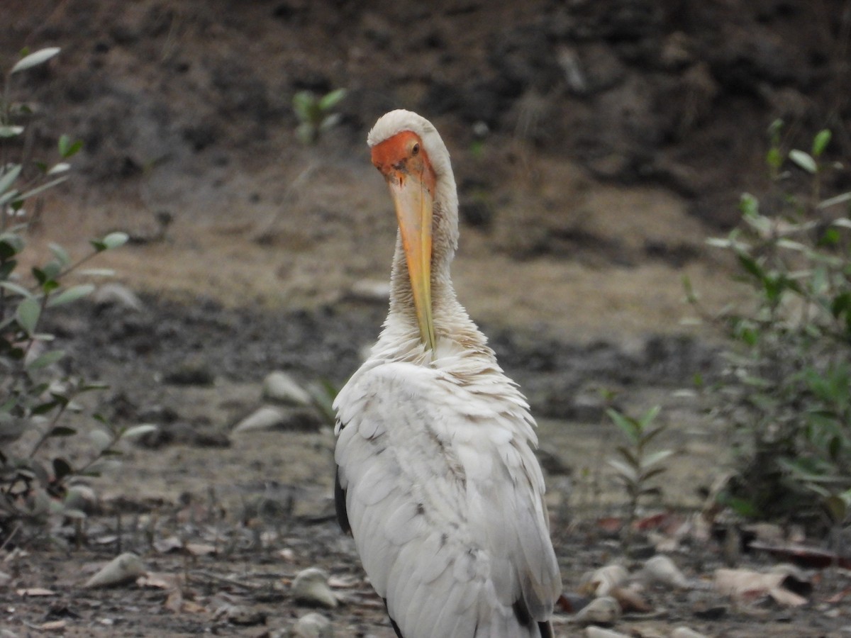 Milky Stork - ML647003053