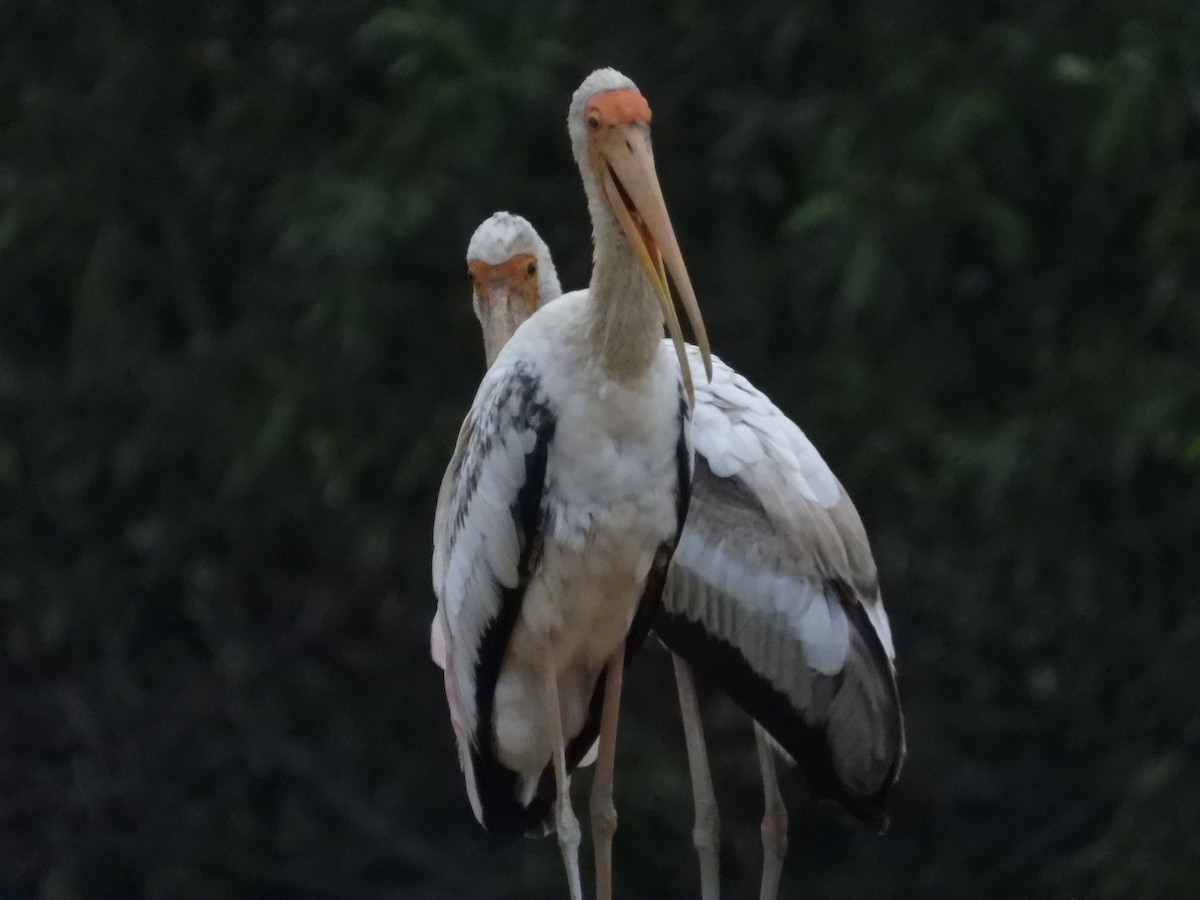 Milky Stork - ML647003054