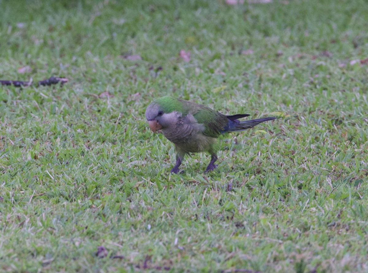 Калита сіроволий - ML647003055