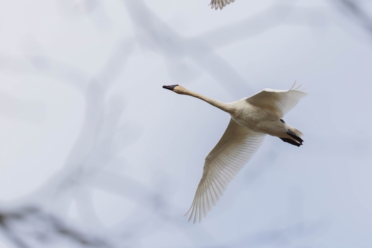 Cisne Trompetero - ML647003056