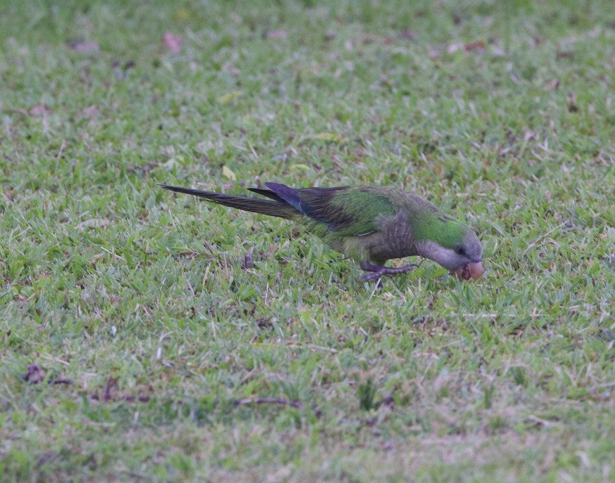 Калита сіроволий - ML647003059