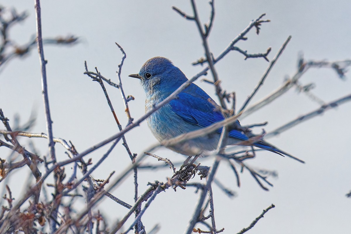 Merlebleu azuré - ML647003060