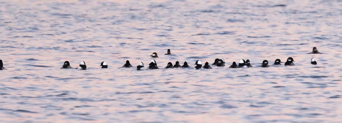 Bufflehead - ML647003063