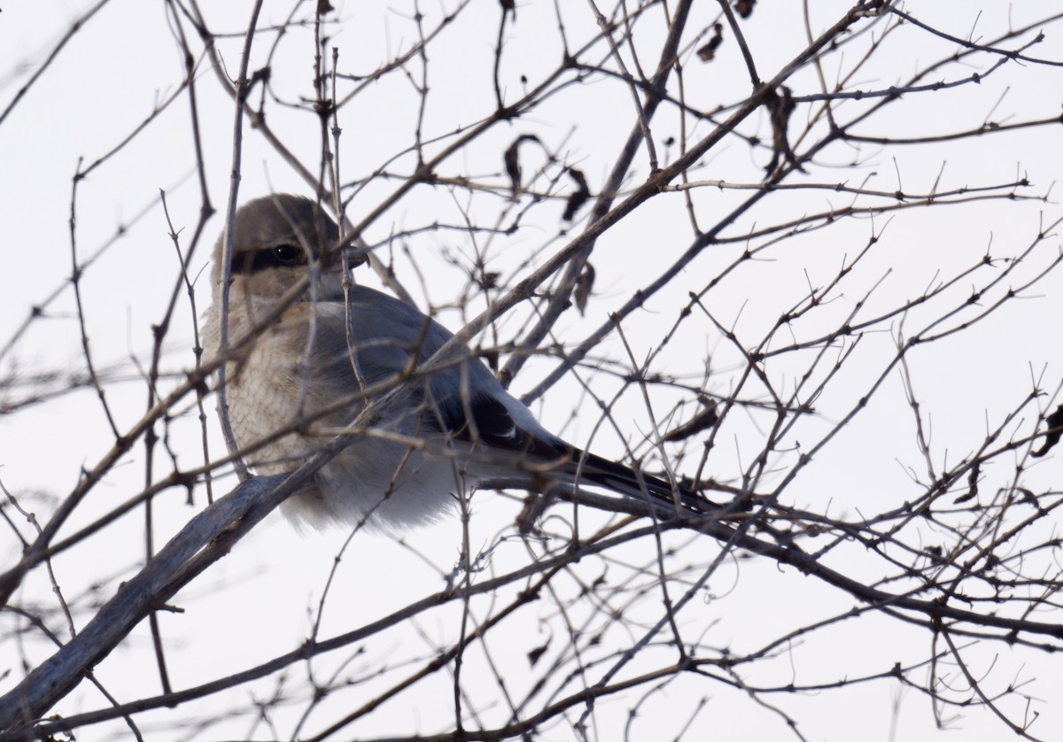 Taigaraubwürger - ML647003066