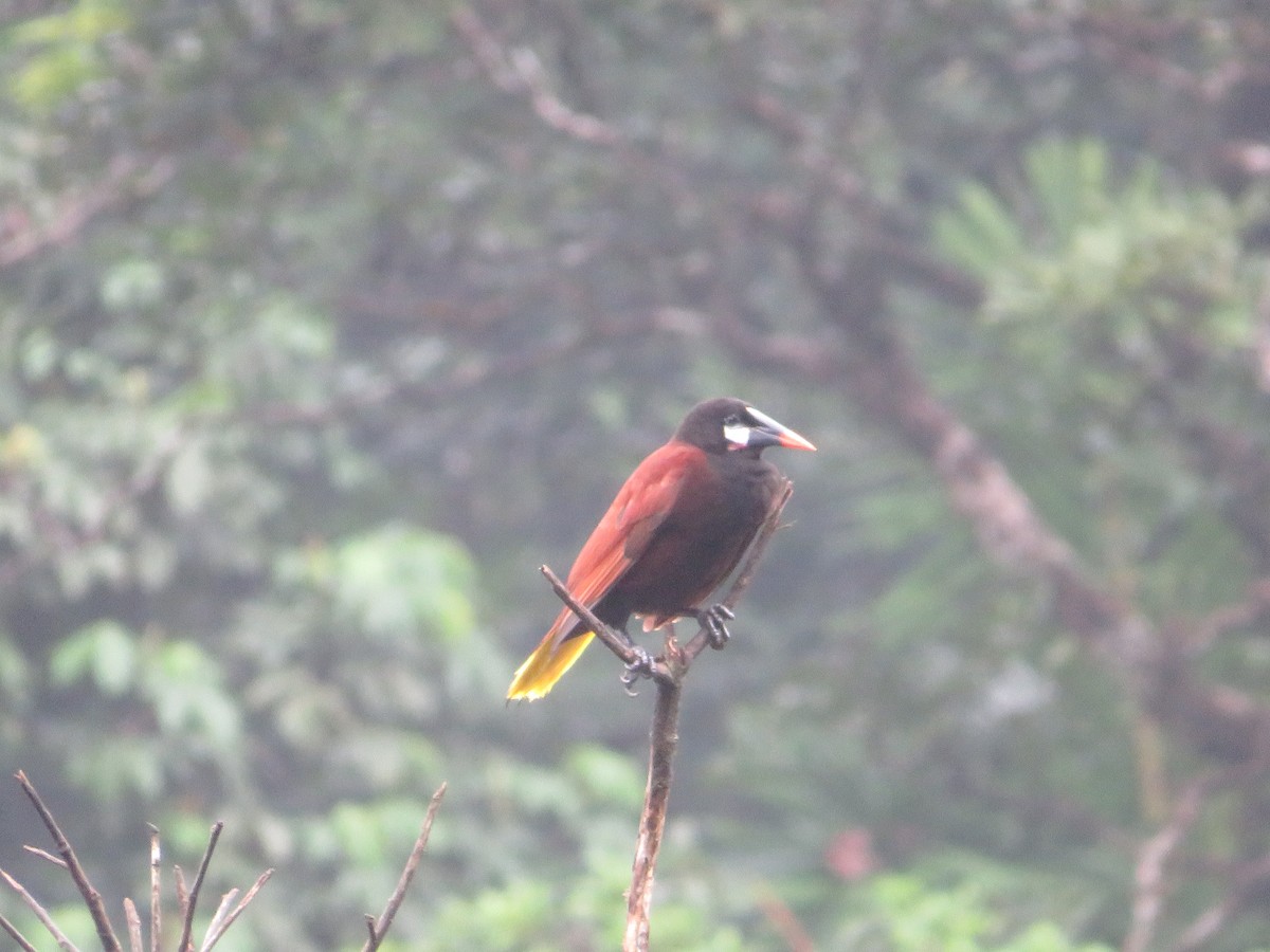 Cacique de Moctezuma - ML647003067