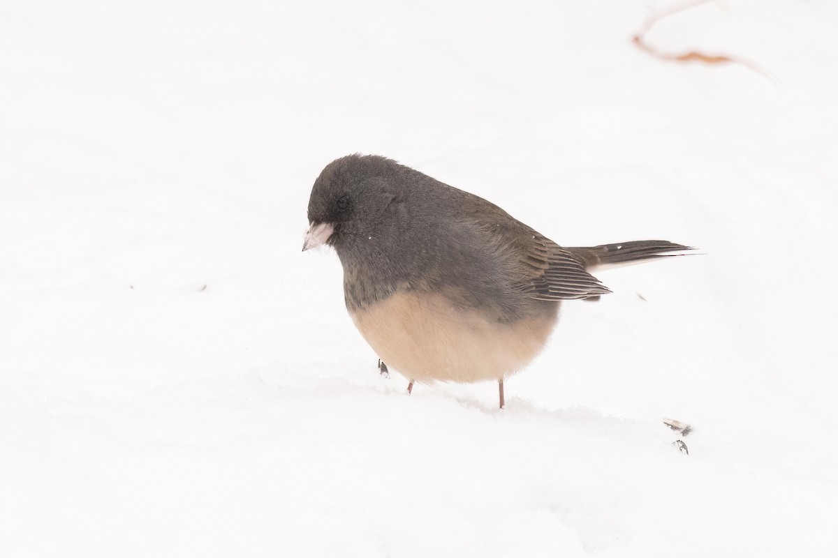 Dark-eyed Junco (Slate-colored) - ML647003068
