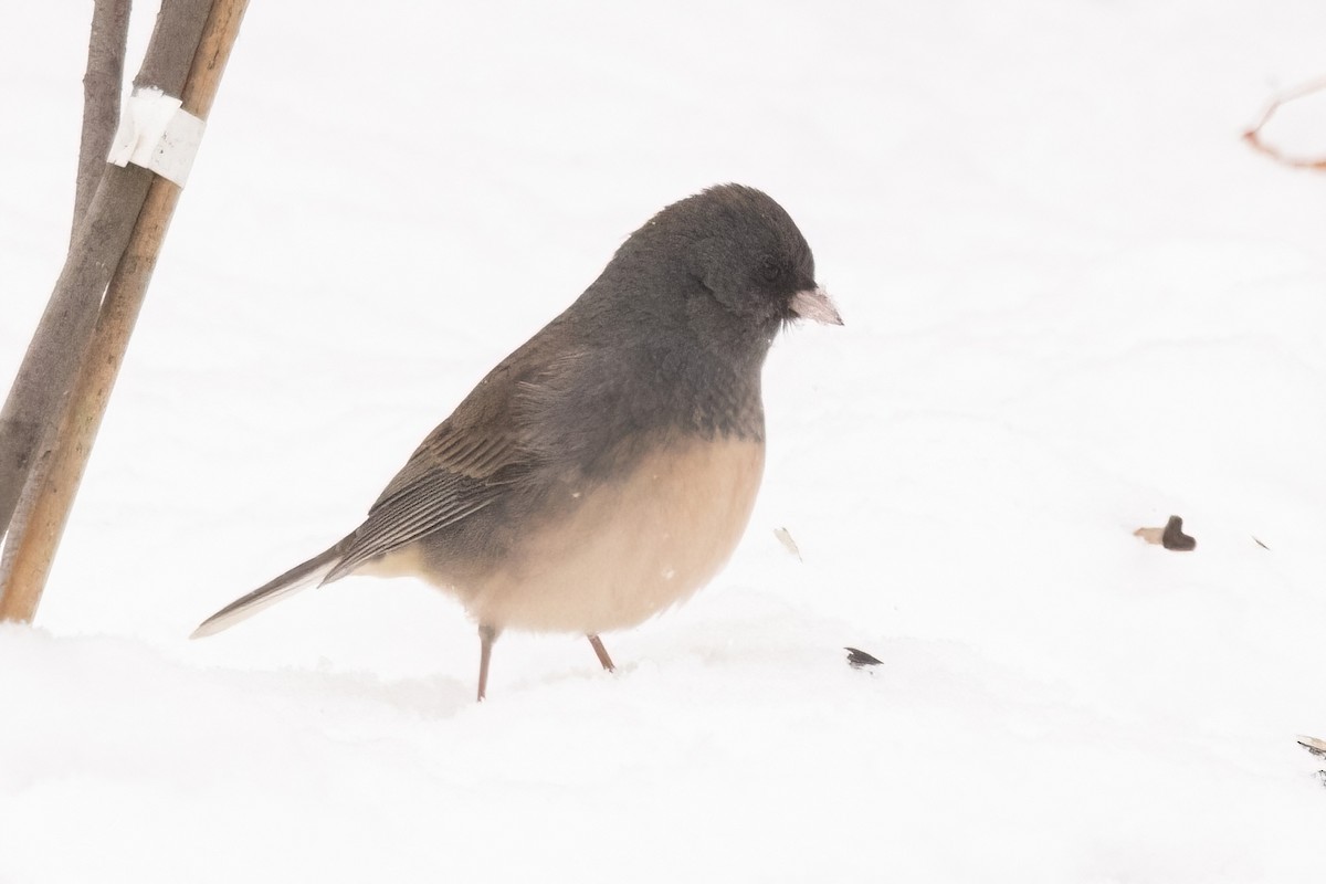 Dark-eyed Junco (Slate-colored) - ML647003072