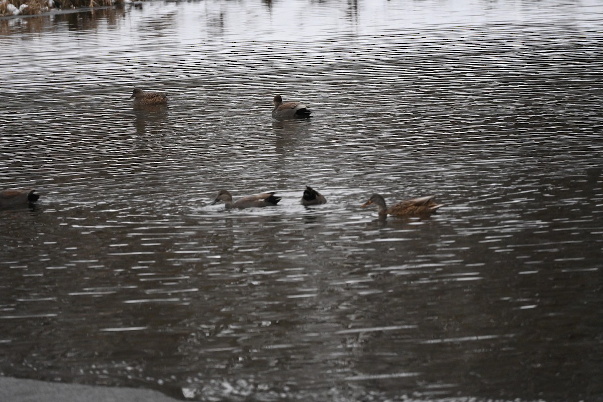 オカヨシガモ - ML647003073