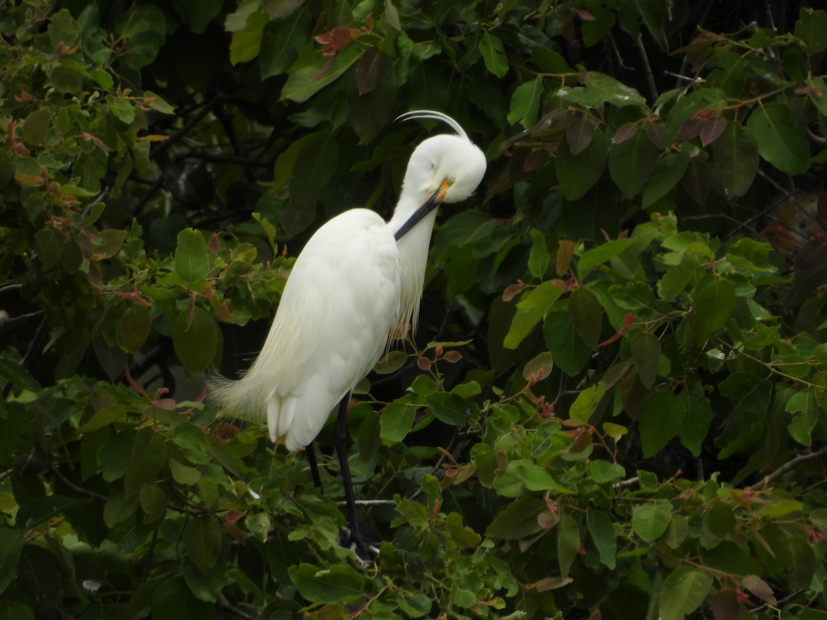 Little Egret - ML647003074