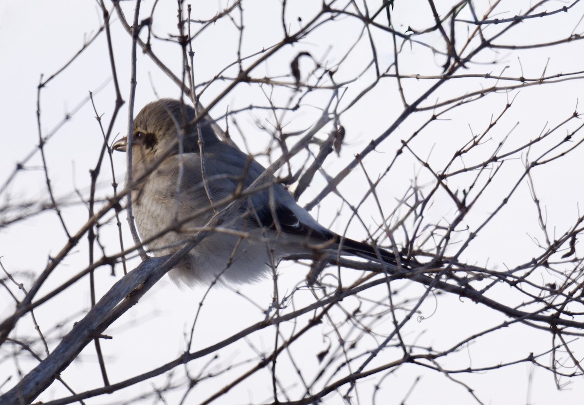 Taigaraubwürger - ML647003075