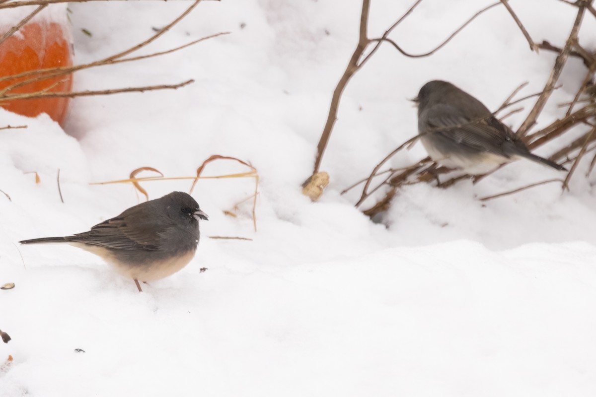 Dark-eyed Junco (Slate-colored) - ML647003076