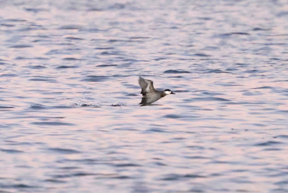 Ruddy Duck - ML647003078