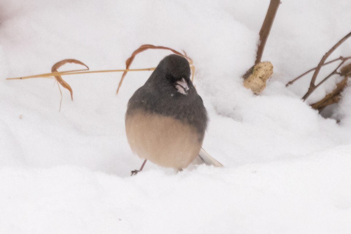 Dark-eyed Junco (Slate-colored) - ML647003081