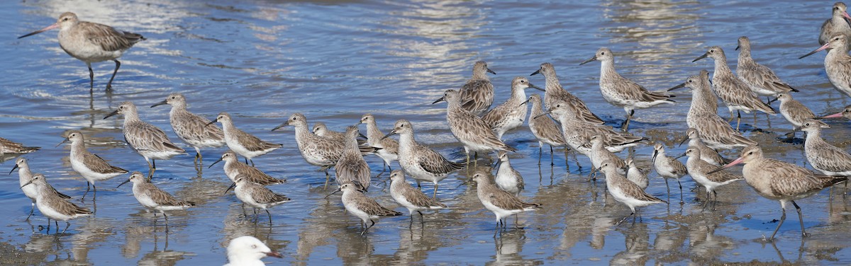 Correlimos Zarapitín - ML647003082