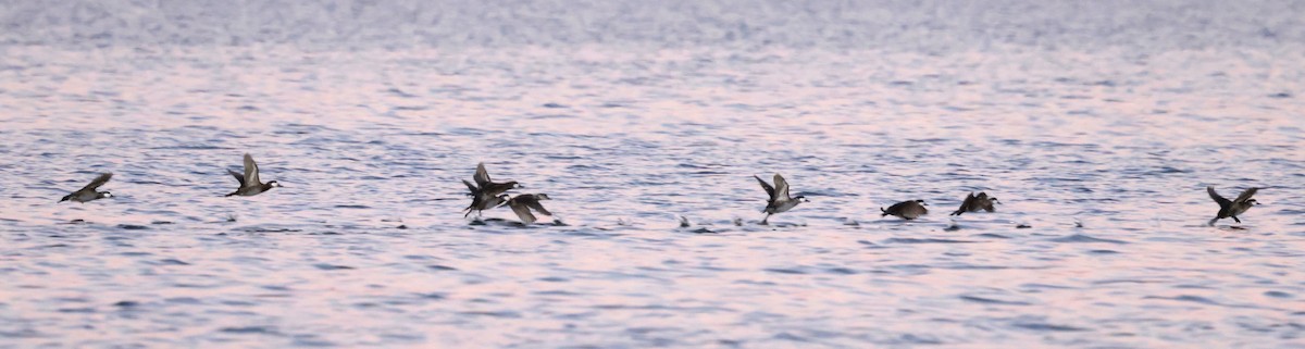 Ruddy Duck - ML647003088