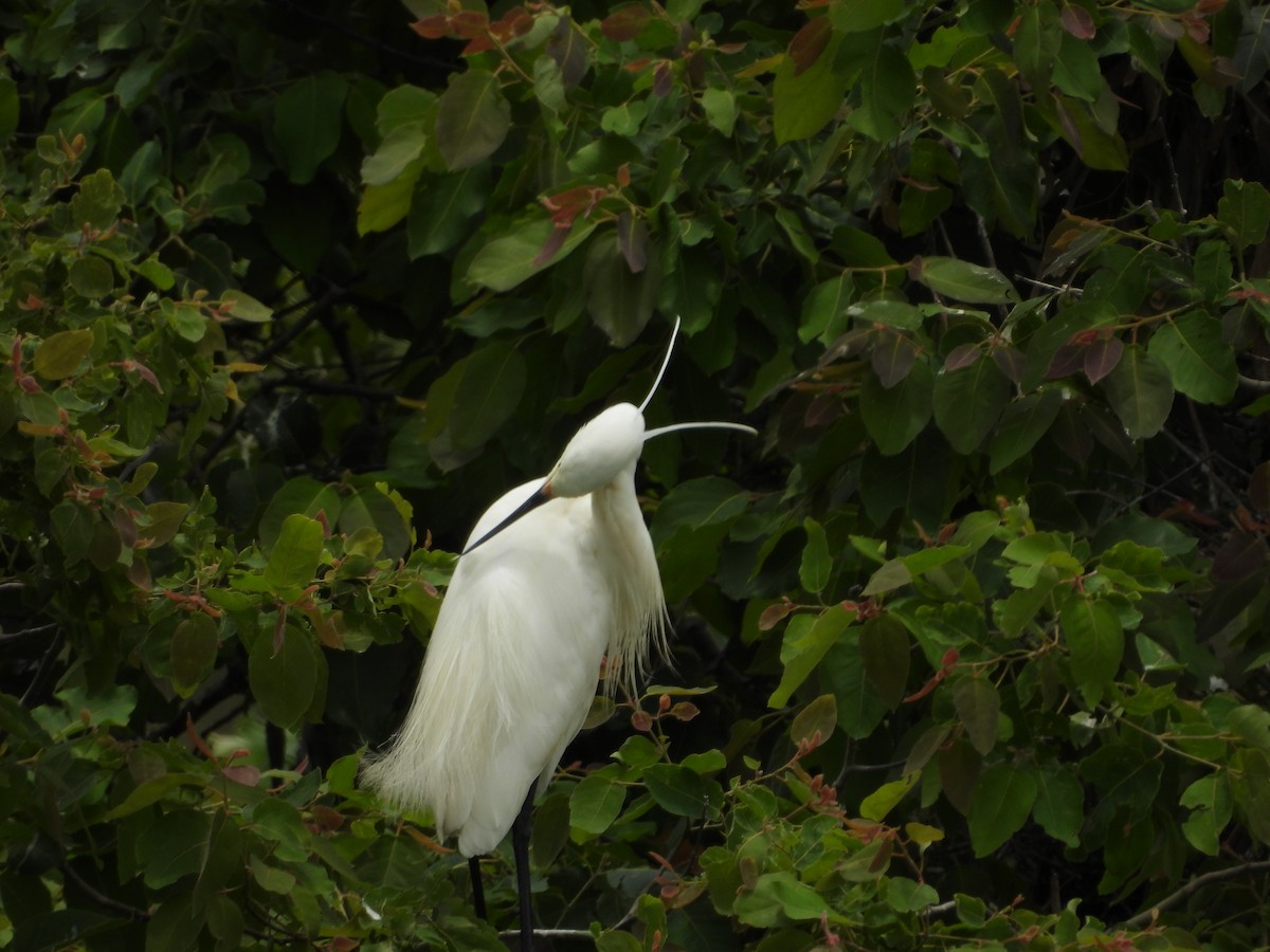 Little Egret - ML647003089