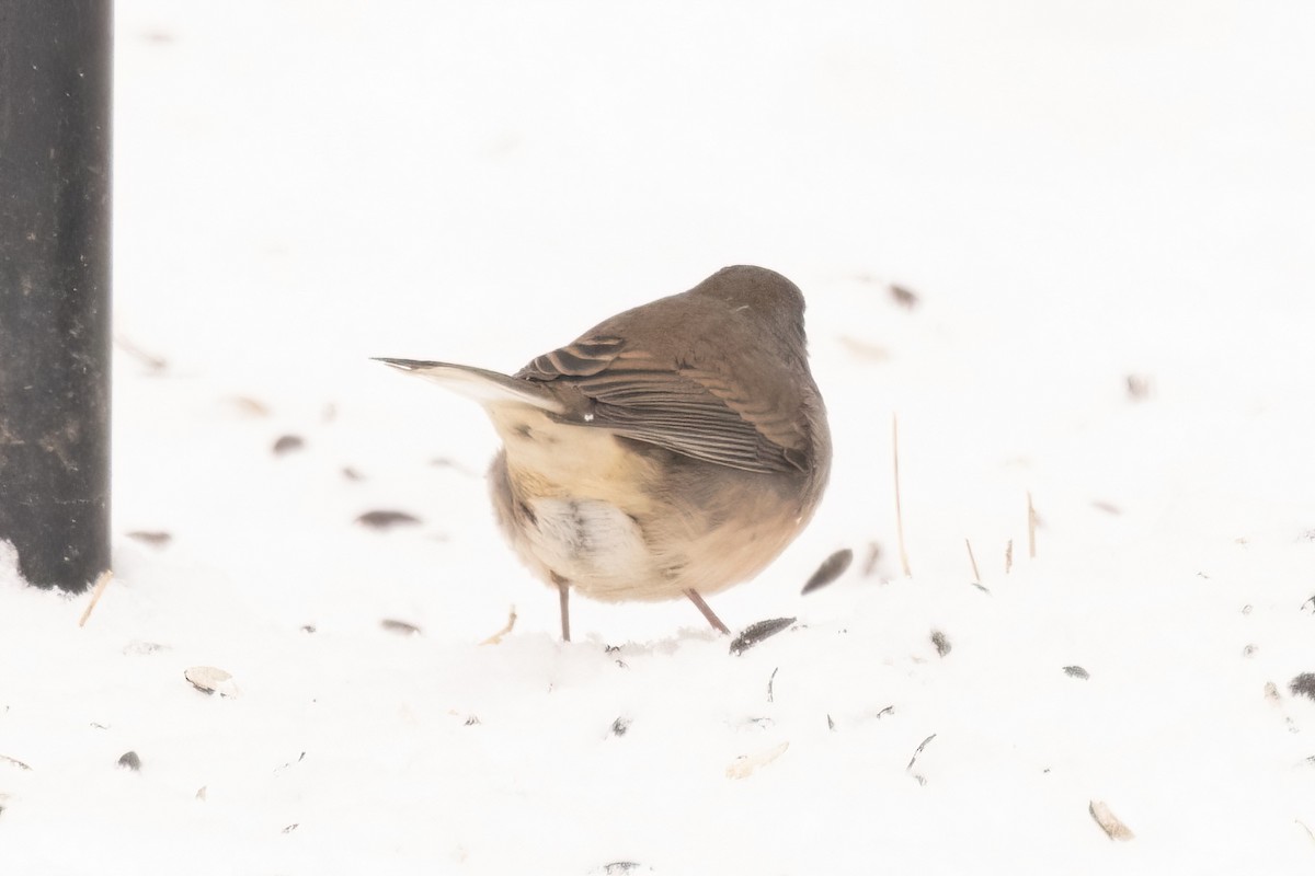 Dark-eyed Junco (Slate-colored) - ML647003090