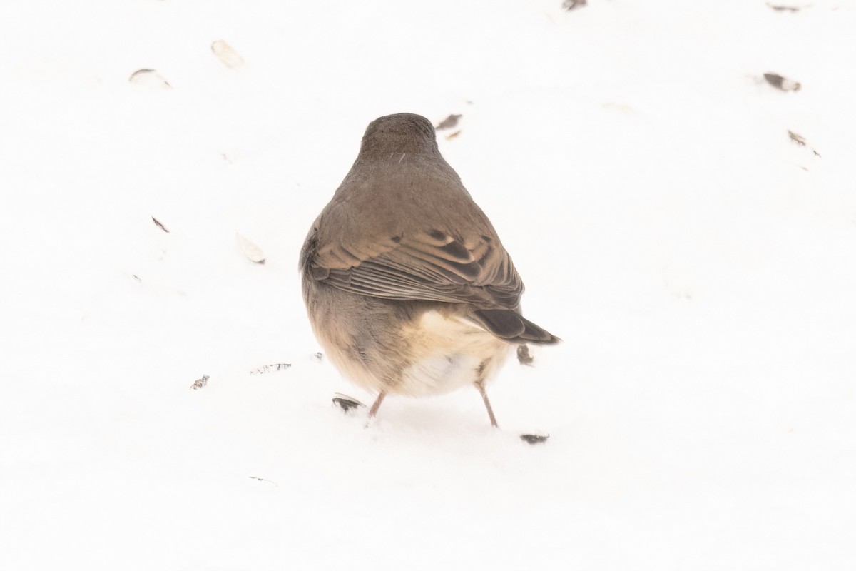 Dark-eyed Junco (Slate-colored) - ML647003091