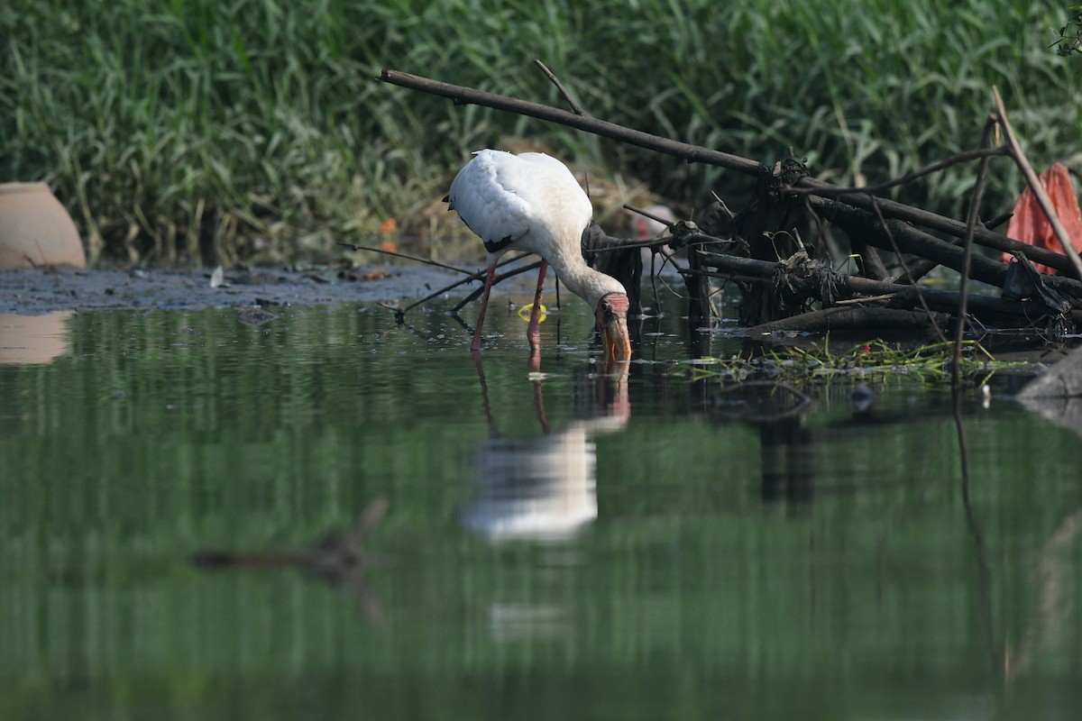 Milky Stork - ML647003092
