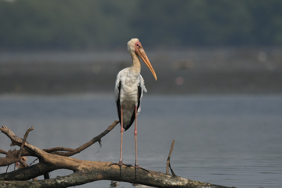 Milky Stork - ML647003093