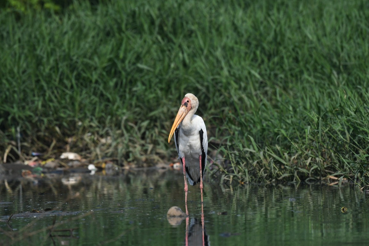 Milky Stork - ML647003094
