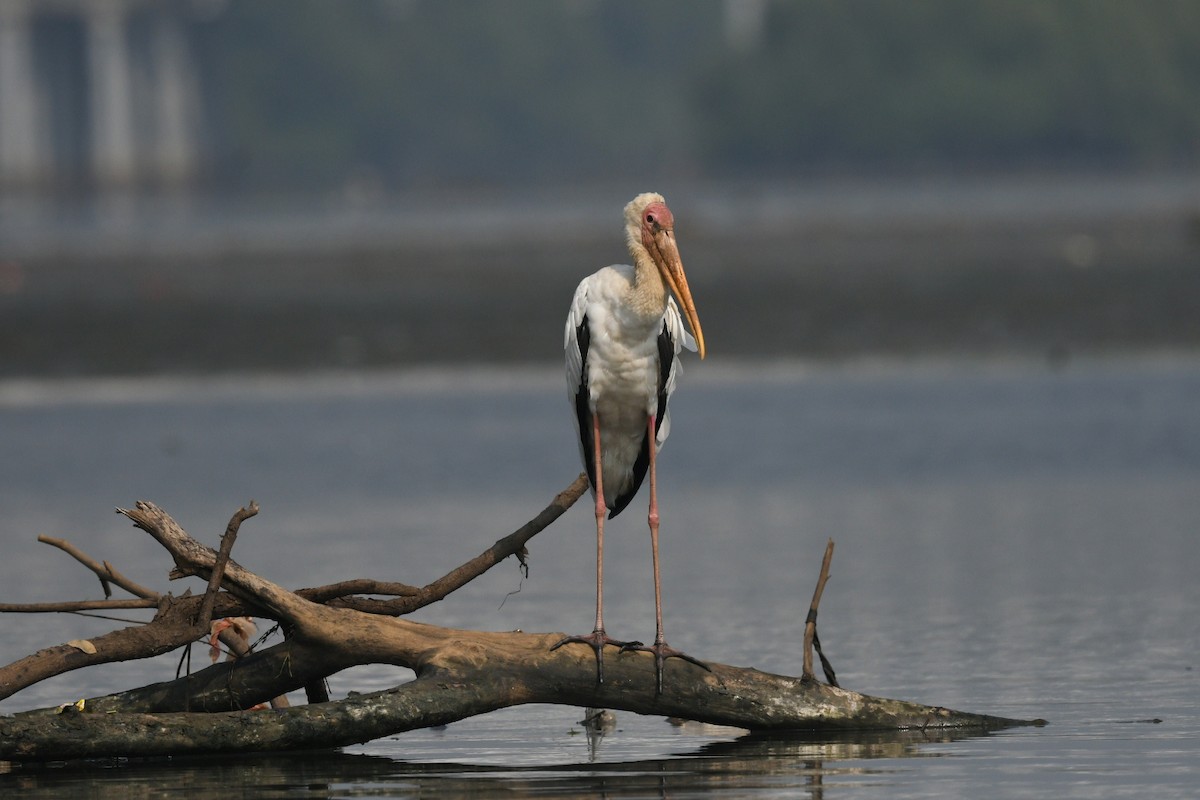 Milky Stork - ML647003095