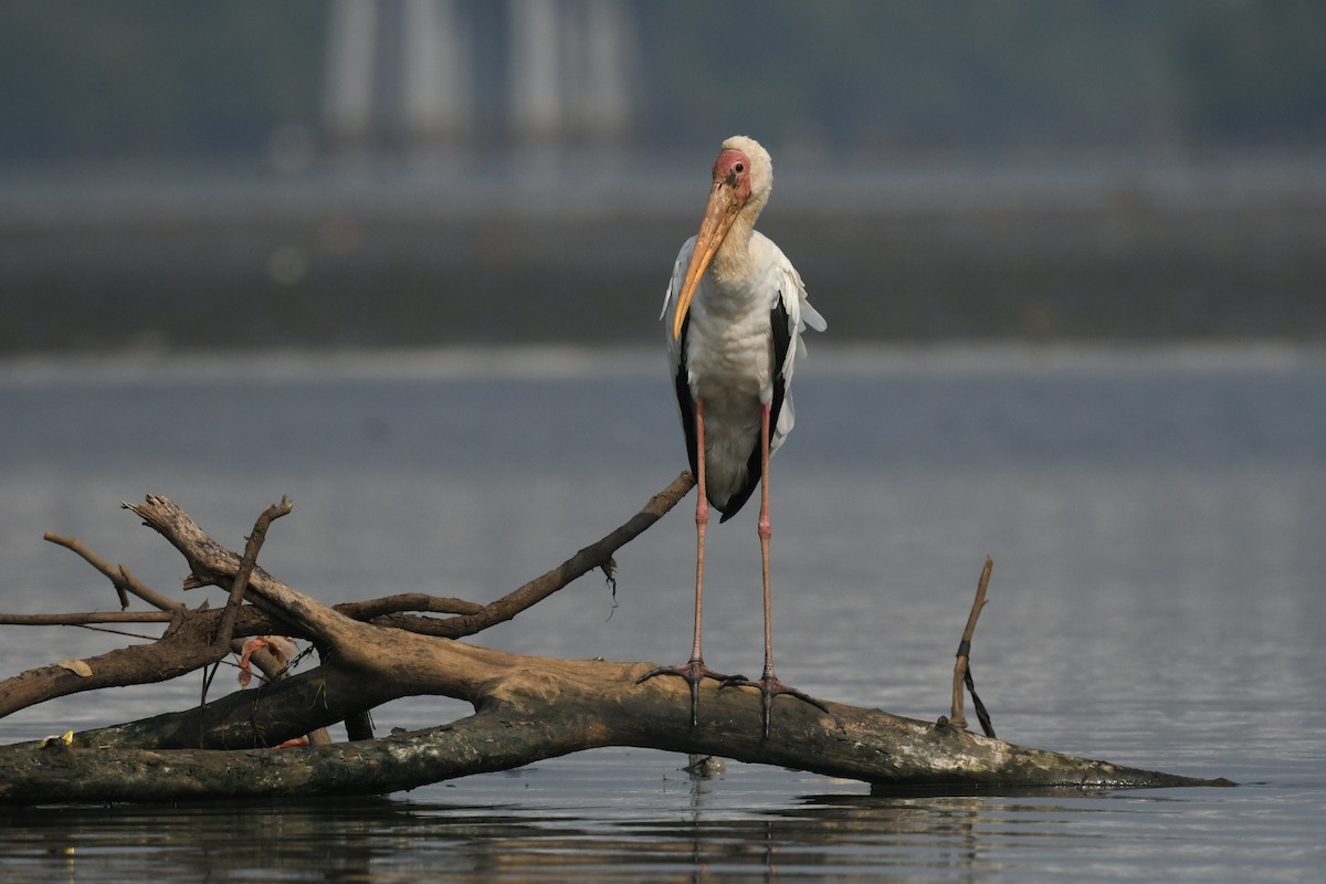 Milky Stork - ML647003096
