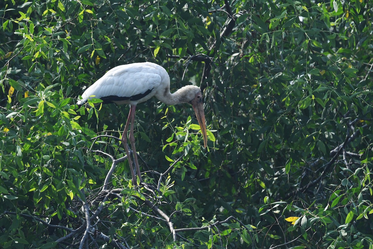 Milky Stork - ML647003097
