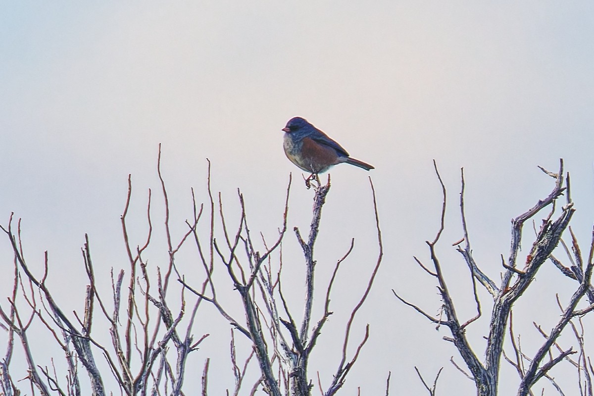 Dark-eyed Junco (Pink-sided) - ML647003100
