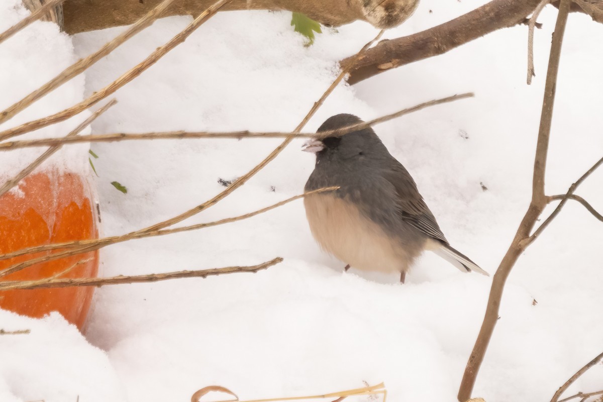 Dark-eyed Junco (Slate-colored) - ML647003102