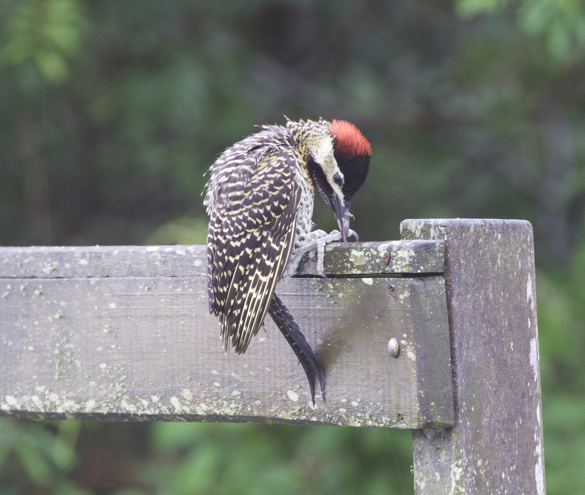 Green-barred Woodpecker - ML647003103