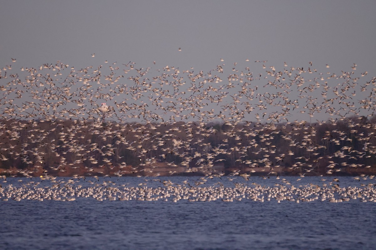 ringnebbmåke - ML647003107