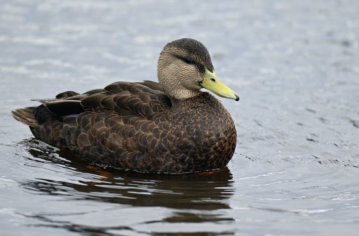 American Black Duck - ML647003108