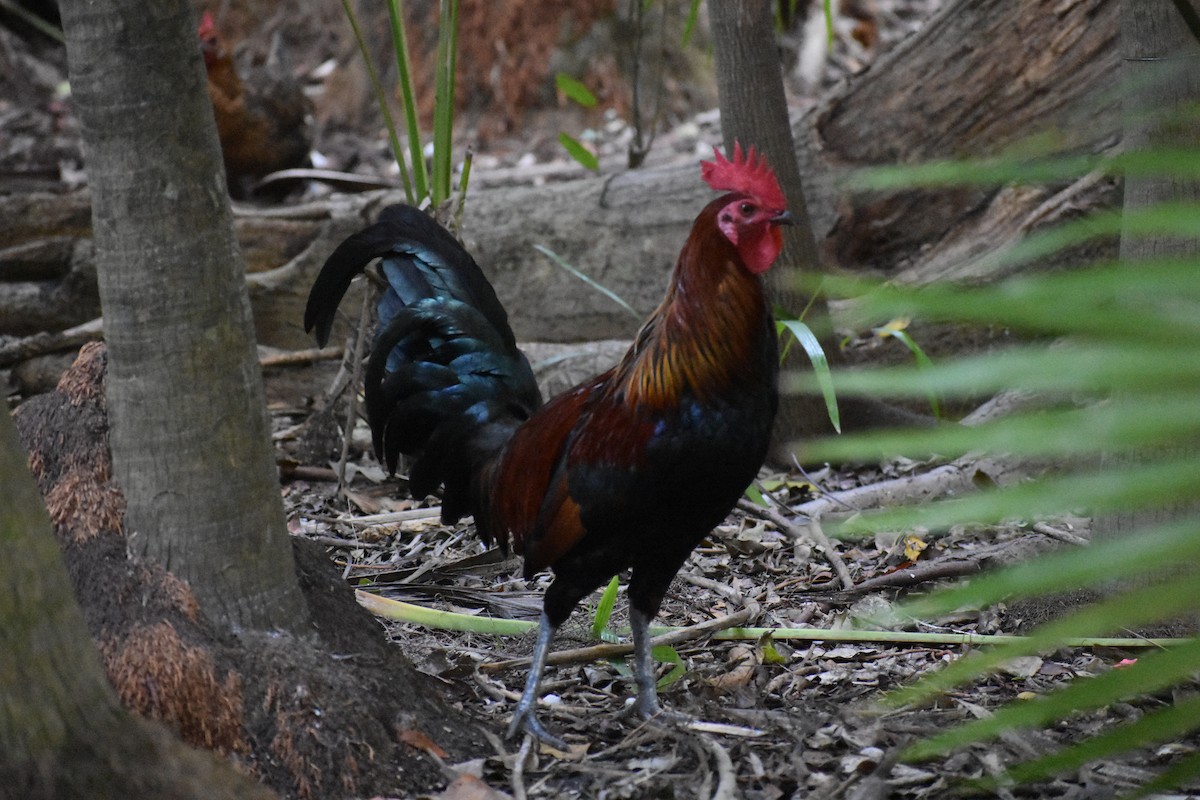 Red Junglefowl - ML647003111
